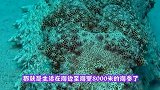 为什么海参一接触到油，就会自动溶解成水说出来你都不敢信
