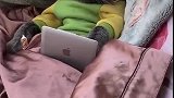 猫：家里老鼠都抓完了，只好提前养老了！