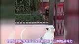 这些狗狗的搞笑行为，原来都是主人养错了，哈哈，看看你中了几条