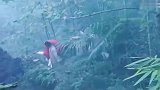 新娘结婚当天碰到土匪，不断求饶也没放过她，新娘彻底崩溃了