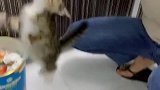 猫：你都把肉丢地上了，干嘛还要拿走啊！