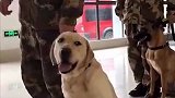 像极了打针时的你！当搜救犬遇上打疫苗：撒泼卖萌无所不用