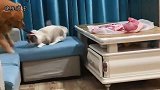 猫咪偷吃被金毛豆豆发现，豆豆对它一顿狠揍，结局笑喷