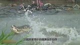 鳄鱼偷袭野牛咬住头部，不料反被野牛拖上岸，镜头记录全过程！