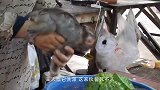 乌龟壳到底有多脏？小伙用高压水枪冲洗后，看完再也不想养了！