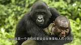 刚果大猩猩霸道总裁上身，揽饲养员熊抱，太暖了！