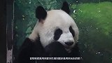 熊猫宝宝太小，只能抱着竹子打滚，简直不要太可爱