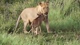 狒狒偷走小狮子，将其当成幼崽照顾，镜头记录神奇画面！