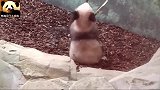 瘦小的熊猫圆梦丑萌丑萌的，一个熊也玩得不亦乐乎