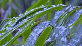 成都终于下雪了，当看到满天飞雪时，所有的烦恼也就随风飘散了！