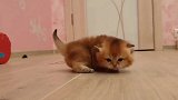 追尾巴的小奶猫，发现尾巴不见了，场面萌爆了