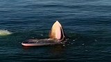 科学家拍摄到鲸鱼捕食的罕见画面