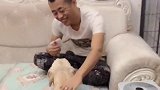这只拉布拉多真主人，主人做个动作它就知道主人要干啥，真厉害