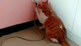 猫：别打扰，我在给你检查电路呢！