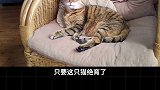 萌宠出道计划 为什么猫咖那么多却没有狗咖呢？ 随星而定嗨购618