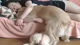 金毛狠起来，连自己崽子都要嫉妒