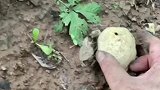 一捏就放炮的蘑菇包你玩过吗