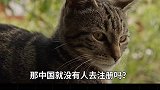 中华狸花猫   中国没有品种猫到底是什么原因？