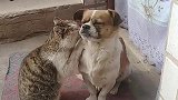 猫咪：狗哥，只要你给我小鱼干，我什么都答应你
