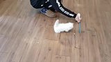 小奶猫跑不快快来看看短腿的反击!萌化了都!