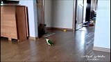 “还以为是给我的加餐呢！”秋田犬对主人养的鹦鹉蠢蠢欲动