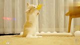 这猫啊，腿稍微短一点都不行！一条视频告诉你短腿小奶猫有多致命