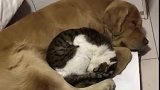 猫：还是给狗哥睡在一起有安全感些！