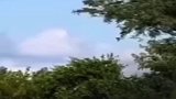 雄狮霸气狩猎，几秒钟时间就将疣猪控制住