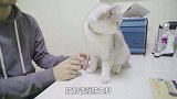 喵呜记 第13集：记录猫咪打疫苗全过程