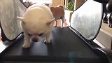 一只沉迷于跑步机上的斗牛犬，但是效果不明显呀