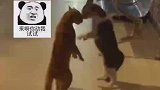 两只猫咪街头吵架对峙，别拍了你给上去劝劝喵星人