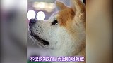 看完后，你能分清秋田和柴犬了吗