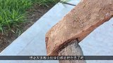 小伙野外捡到把生锈的斧头，处理之后发现捡到宝了！多少钱都不卖