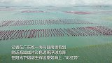 斑斓浮球海上漂 养眼更生态