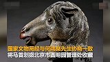 回家了！圆明园马首回归 由何鸿燊捐赠国家文物局