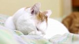 收养一只流浪猫后，门口每天出现一笔钱，这钱都是从哪来的