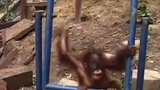 猩猩的绝活，我看着都疼！