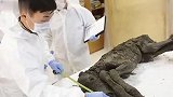 世界最古老的血液，4.2万年前小马驹“血液还在流”