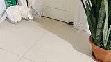 猫咪逮住耗子无情戏弄，网友：穿最花的衣服，干最狠的事！