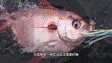 日本人切割巨型月亮鱼，打破了我的认知，蘸着酱油吃，你敢尝尝吗