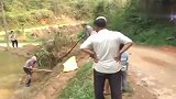 路边出现一条眼镜王蛇，大爷拽住毒蛇尾巴狂甩，太大胆了