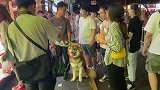 富贵：你是真的人，但我可不是一般的狗～路人视角  宠物  狗狗