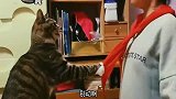 猫别逼我，我真的出手哦