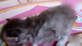 不听话的小猫，溜出来探险，连蹦带跳好可爱