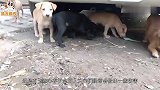 流浪狗躺路上一动不动，男子还没走近，狗狗脖子上的钢圈太醒目