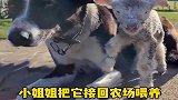 新西兰一位小姐姐把一只刚出生就被遗弃的小羊羔带回农场喂养。