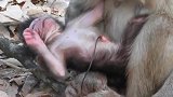 扎心！新生小猴子的脐带连着胎盘还没有掉，被猴妈拖着到处跑