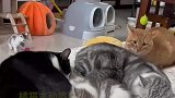 橘猫主动挑事，招惹睡觉的猫咪