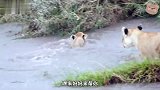 小狮子跟妈妈过河，一直跟在屁股后头，但水流很快还是很危险