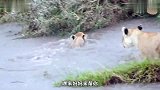 小狮子跟妈妈过河，一直跟在屁股后头，但水流很快还是很危险